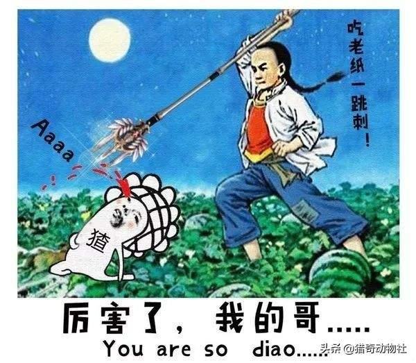 有见过獾的吗？算保护动物吗？