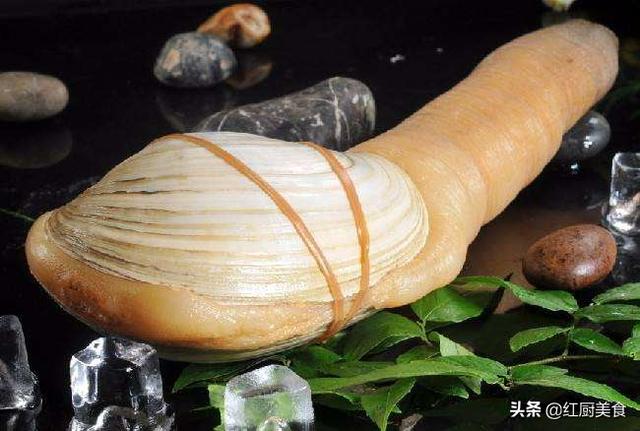 象拔蚌:象拔蚌怎么抓吃象拔蚌有什么好处