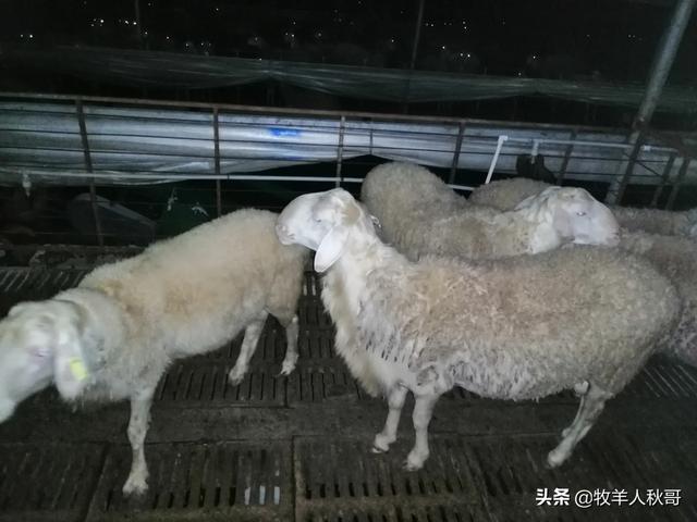 山羊尿结石最佳治疗方法:小羊羔尿不出来打什么针好？
