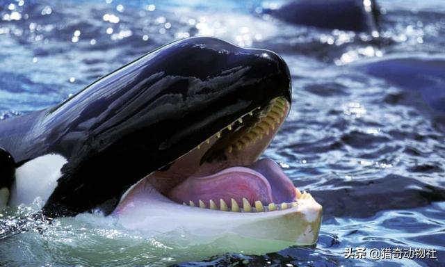 比蓝鲸重10000倍的动物，15米长蓝鲸误入繁殖地，被虎鲸分食，体型相差巨大为何被猎杀