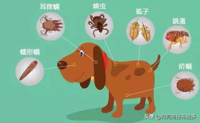 幼犬驱虫要注意什么:狗狗的哪些表现说明它该驱虫了？