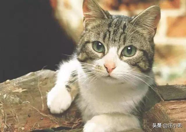 霸道总裁的小猫咪txt:家里的猫猫做过让你最感动的一件事是什么？ 霸道总裁的小猫咪小超儿