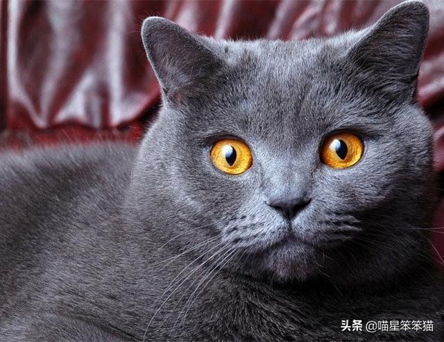 盆景猫 谣言:有人说一个人独居养只猫是最好的，什么猫比较好养？