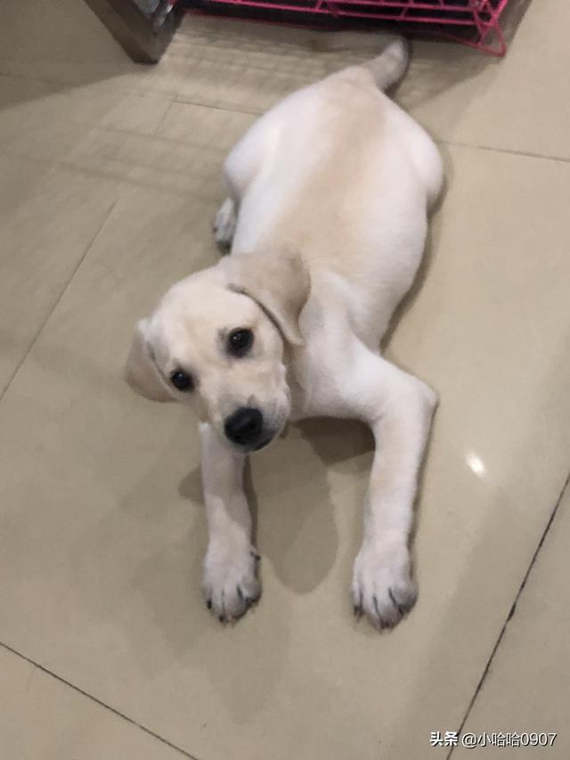 纯种拉布拉多犬:这只拉布拉多纯吗？怎么样？