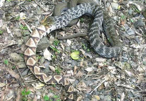 农村常见的菜花蛇真的可以吞下五步蛇吗