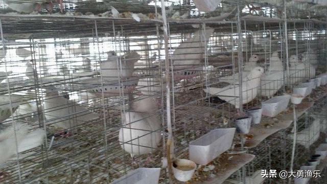 仑替鸽:农村养殖肉鸽可行吗？需要注意哪些问题？