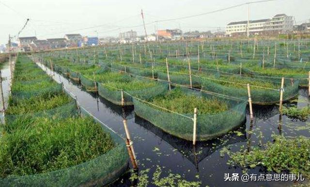 台湾泥鳅吃什么饲料:台湾泥鳅吃什么饲料? 泥鳅网箱养殖如何科学投喂？