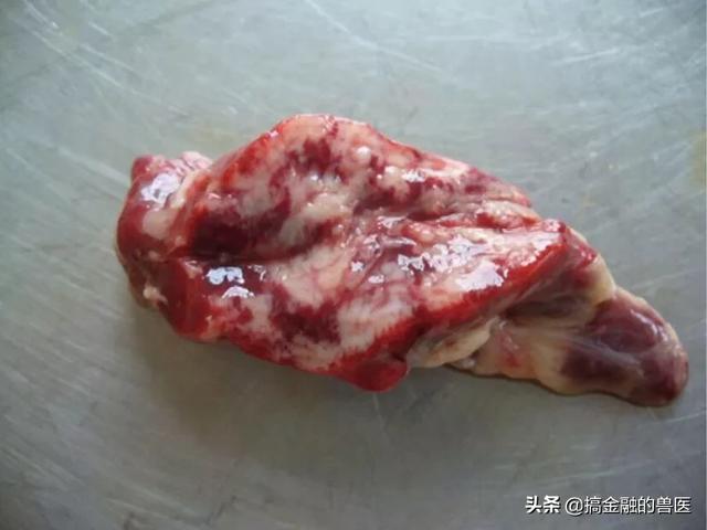 动物疫情测报终端:小猪发热死了去找人解剖说是猪瘟还有心肌炎怎么办？