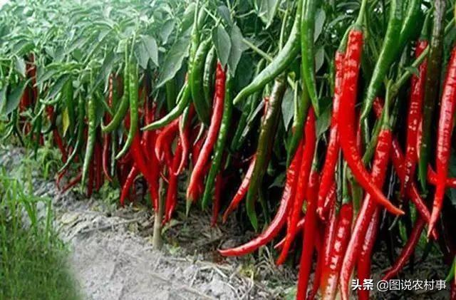 鸟眼辣椒图片:自己家晒的辣椒为什么没有市场上卖的漂亮？
