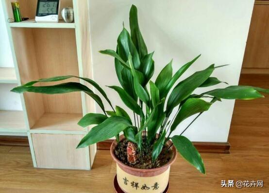 一叶兰百度百科:金弹子是一种什么样的植物？