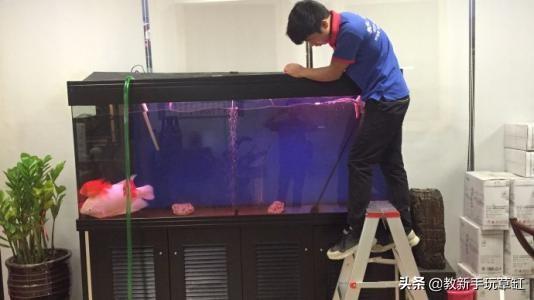 用鱼缸养金鱼几天换一次水:请问养金鱼有经验的、金鱼可以天天换水吗？