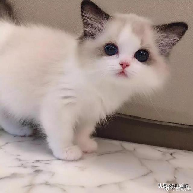 猫窝:猫窝图片 用泡沫箱做个小窝，适合小猫用吗？为什么？