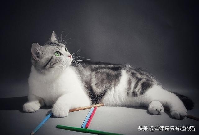 小型猫咪品种大全:想养猫，孩子较小，要养什么品种的猫，有什么注意事项？