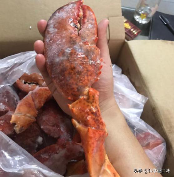 火蝾螈:龙虾的钳子断了之后还会长出来吗为什么