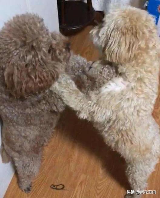 哈士奇和杜宾犬打架谁会赢呢:哈士奇除了有“拆家”的缺点外还有什么优点？ 哈士奇和杜宾犬打架