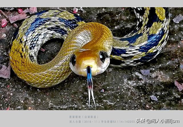 水蛇图片:你手机拍的蛇类的照片能否分享一下？