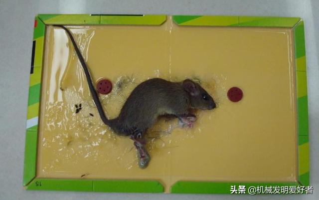 女孩生老鼠:办公室内电脑鼠标键盘频繁被老鼠咬坏，有什么办法灭鼠呢