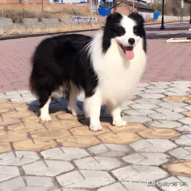 边牧犬多少钱一只:边牧犬多少钱一只黑色 如何挑选一只好的边牧幼犬？