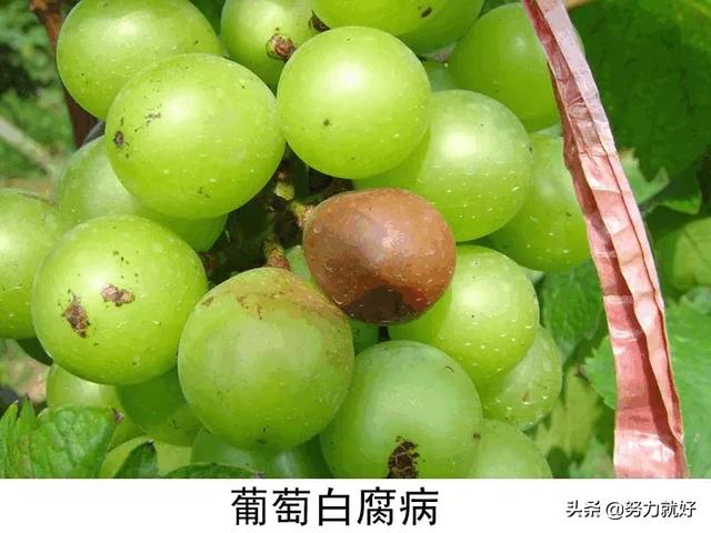 黄龙果软腐病怎么治:葡萄的白腐病用43%的戊唑醇效果如何？