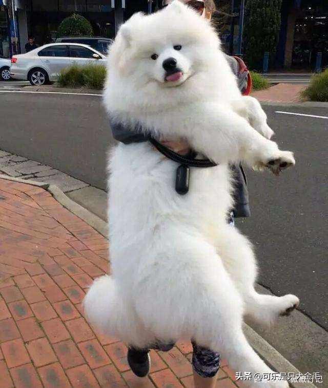 萨摩犬:萨摩耶掉毛是不是很严重，适合在家里养吗？ 萨摩犬图片