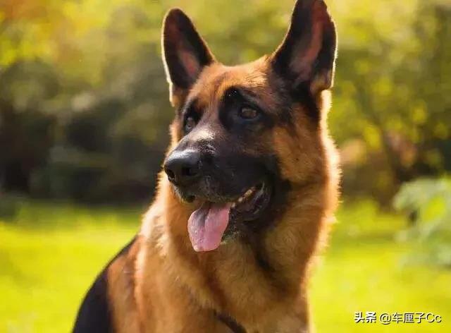 保加利亚牧羊犬:为什么德牧被禁养了以后，还有很多人喜欢饲养？