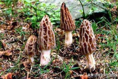 羊肚菌产地在哪,觉得如何？