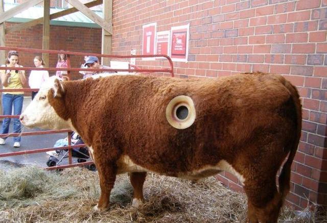 世界奇人奇事图片，美国人养牛，为什么要在牛身上挖个很深的大洞真相是什么