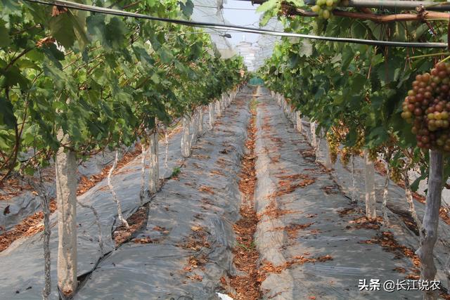 葡萄种植技术大全:葡萄怎么种植效果好 葡萄树怎么管理可以高产？