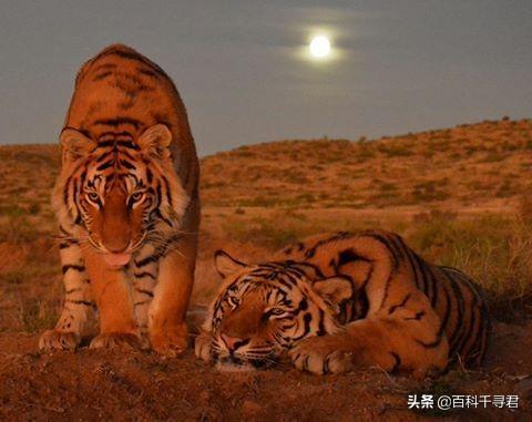 去非洲的那些老虎现在怎么样了，当年被放养在非洲草原上的两只老虎，它们后来怎么样了？