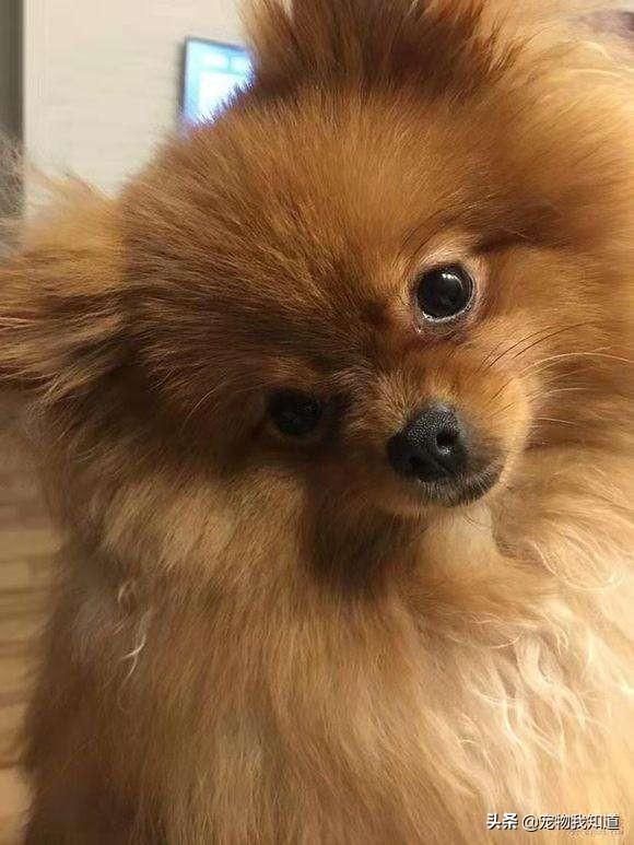 南京皇朝博美犬舍官网:养只博美犬好不好，有什么优点？