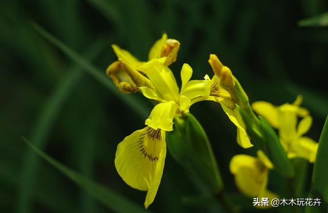 头条问答 菖蒲盆景怎么浇水 如何养殖 7个回答