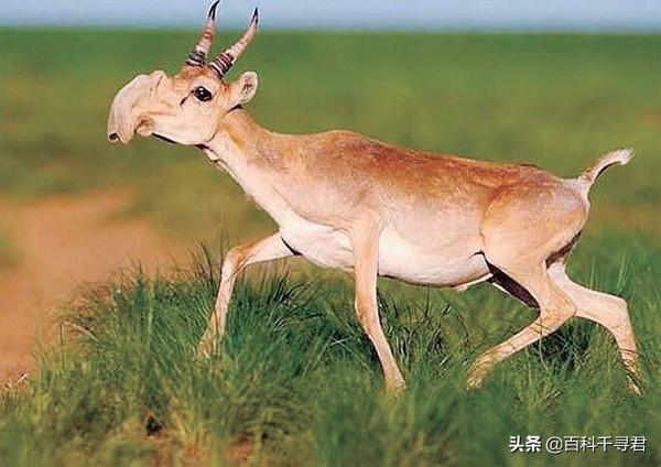 霍加狓:有哪些长得比较神奇的动物？