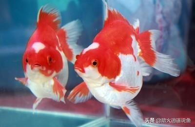 宠物鱼的种类图片和名字:除金鱼和锦鲤，还有哪些观赏鱼？