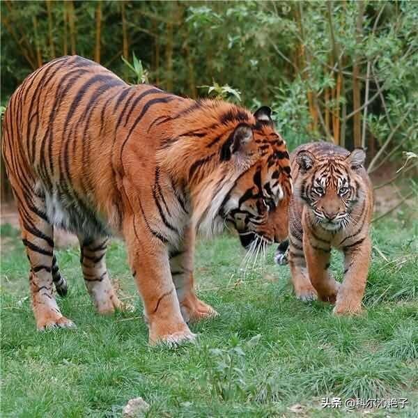 克罗斯河大猩猩:你觉得世界上最珍贵的动物是什么
