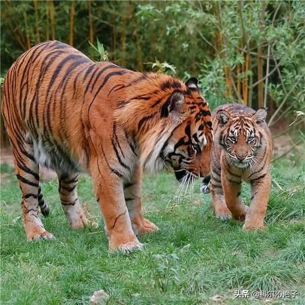 踏上寻找克罗斯河大猩猩的旅途:银背大猩猩遇到老虎会是什么结局呢？