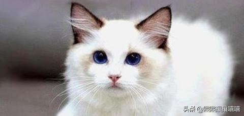 萌猫咪图片:抖音十大网红猫，第一简直成精了？