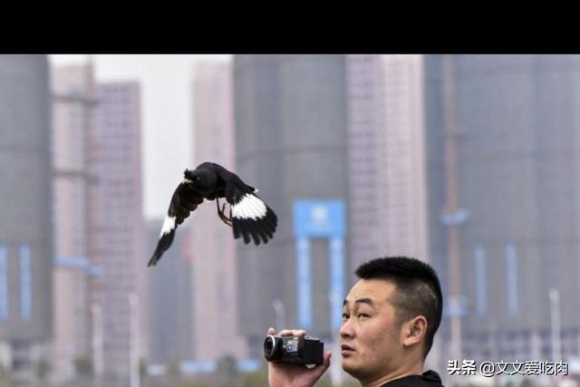 青鸟论坛八哥鸟:八哥鸟的放养与盘飞技巧？
