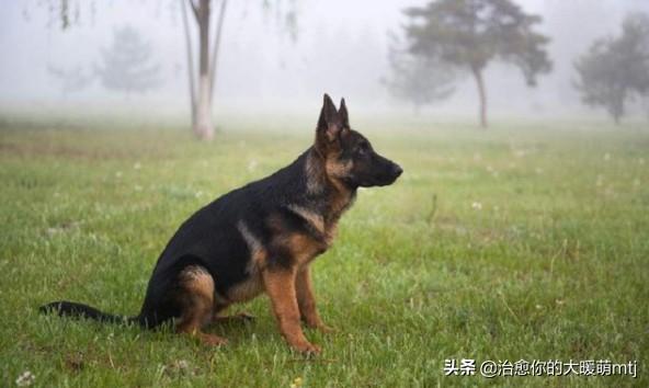 超大型犬种:家养大型犬类没有攻击性的，有哪些推荐？