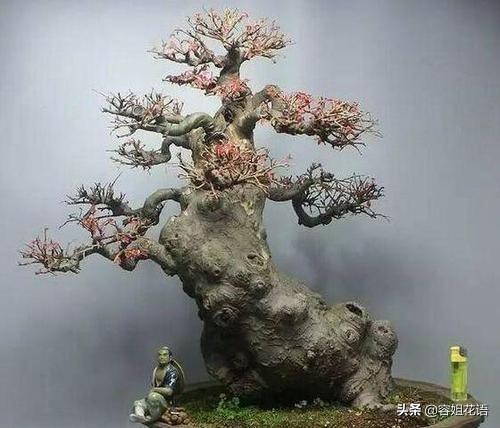 野外的老桩榆树可以冬天栽盆吗？