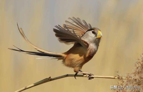 武强发现震旦鸦雀:在北京发现的震旦鸦雀，为什么被称为“鸟中大熊猫”