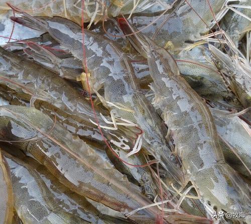 西瓜壮阳，南美白对虾对于人的身体有何好处如何来养殖才可以产量高