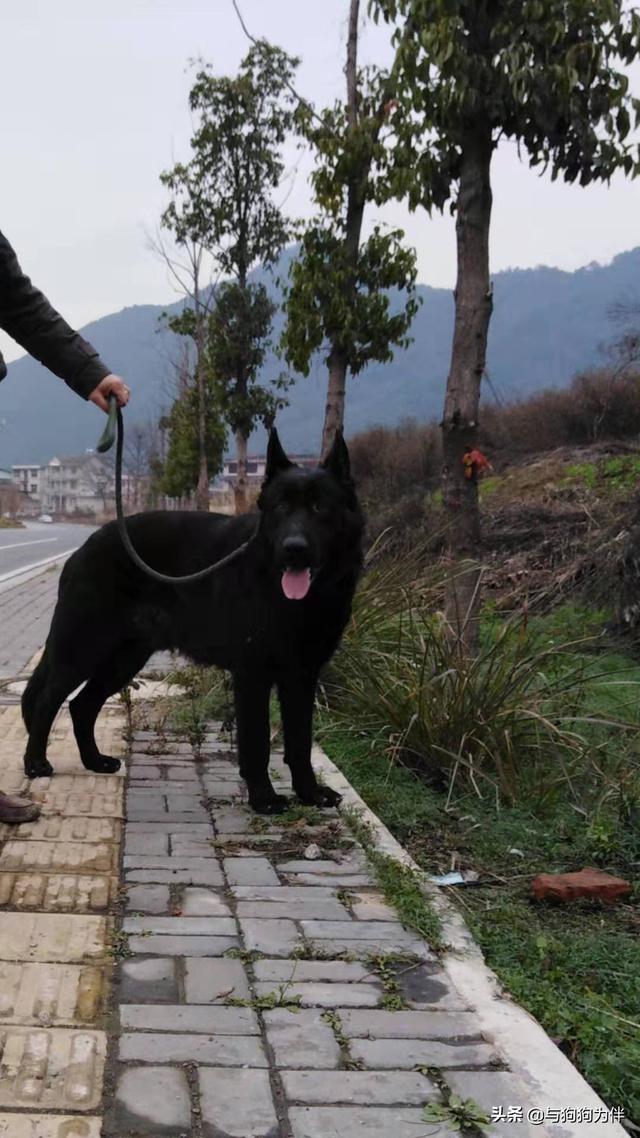 警察与防暴犬图片:防暴犬的图片 普通小狗看到警犬会觉得警察来了吗？有何依据？