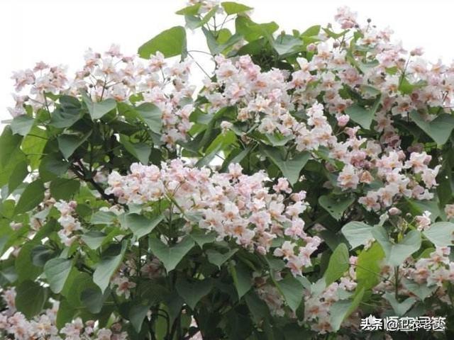 头条问答 为什么楸树有开花的有不开花的 10个回答