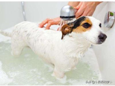 可蒙犬怎么洗澡:给一个月大的狗狗洗澡怎么洗？