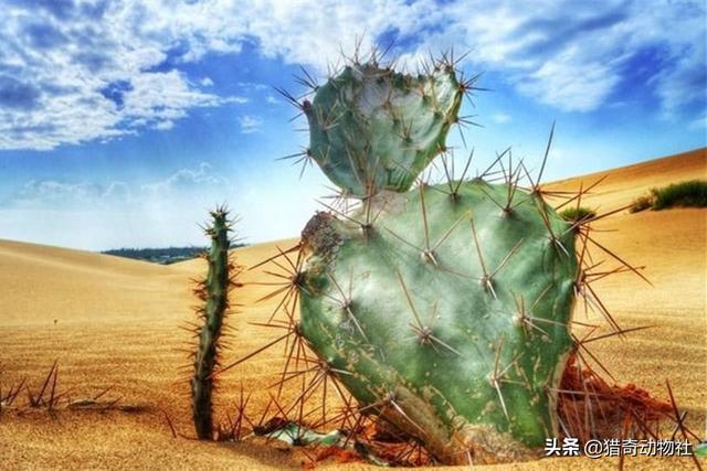 沙漠什么动物吃仙人掌:据说在沙漠里渴了可以吃仙人掌的肉来解渴，不会中毒吗？