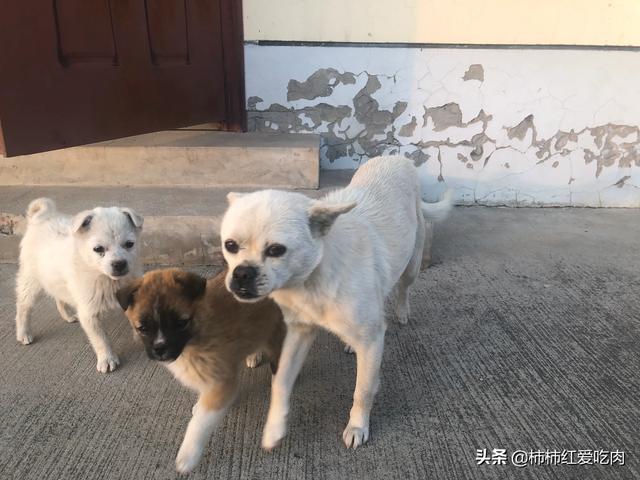 医院治死藏獒陪45万动态:藏獒经济泡沫化之后，成千上万只藏獒怎么处理？