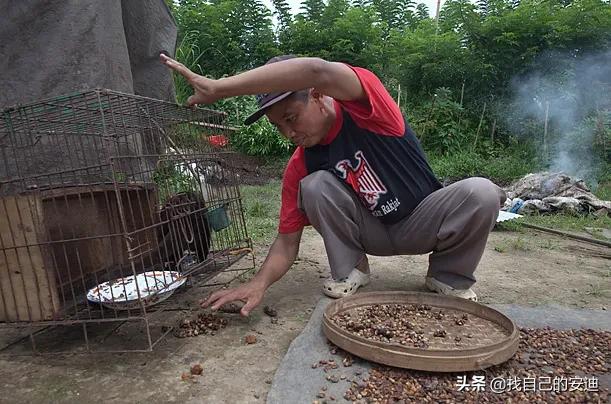 猫屎咖啡是怎么来的是猫拉的吗:猫屎咖啡真的是猫拉的便便吗，那猫吃什么的呢？