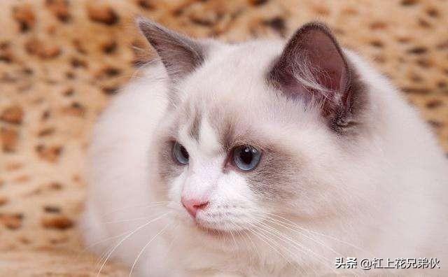 卡尔特猫能活多久:猫的寿命有多长？如何养猫最合适？ 卡尔特猫的缺点