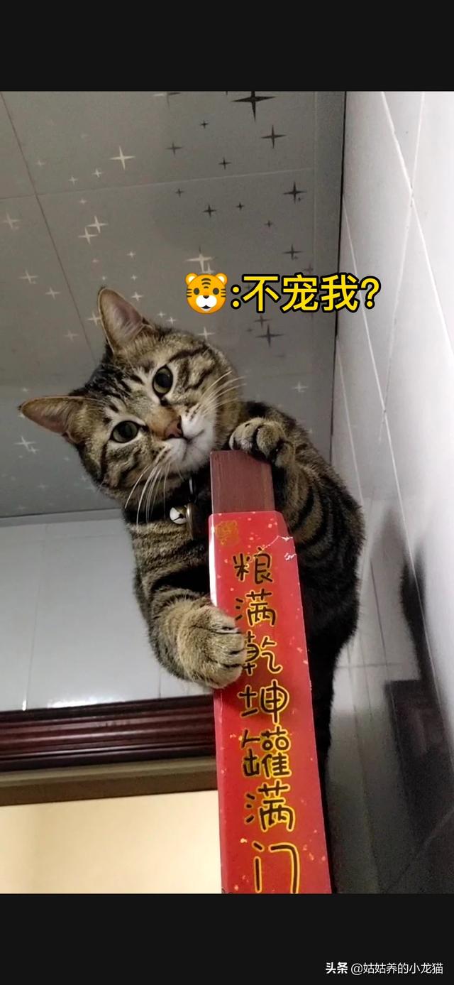 流浪狗和流浪猫图片:到处都是流浪猫狗，它们知道自己被抛弃，会羡慕有主人的猫狗吗？