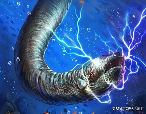 电鳗放电有什么限制吗？